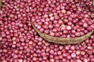 Onions in wholesale