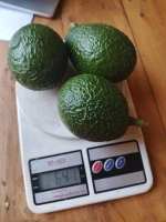 Avocados for Sale Fresh Fruit Supplier Wholesale Export Packing