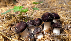 Noble Red Cap Matsutake Mushrooms