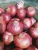 Import Red Onions from Egypt