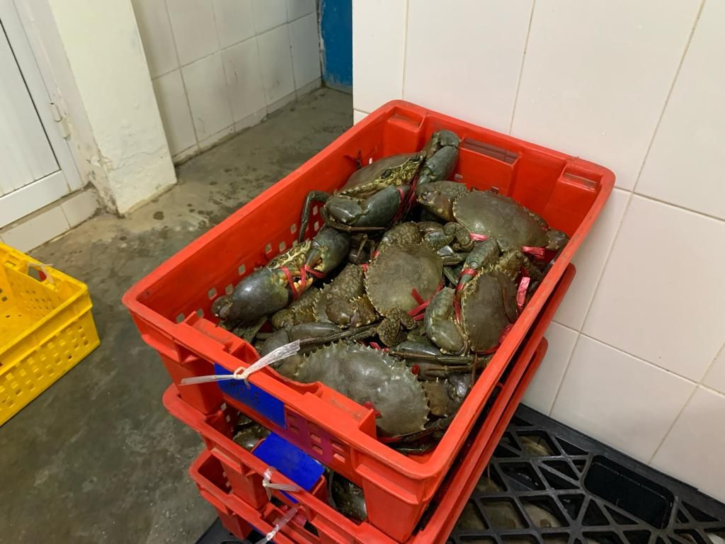 buy-live-mud-crabs-from-ets-matata-madagascar-tradewheel