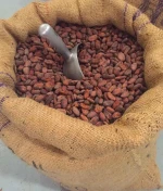 Certified Roasted Ariba Cacao Beans Dried Green Weight Origin  Premium Grade