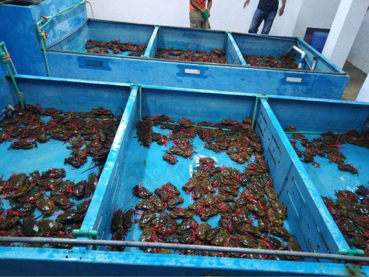 buy-live-mud-crabs-from-ets-matata-madagascar-tradewheel