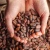 Import Certified Roasted Ariba Cacao Beans Dried Green Weight Origin  Premium Grade from Kenya