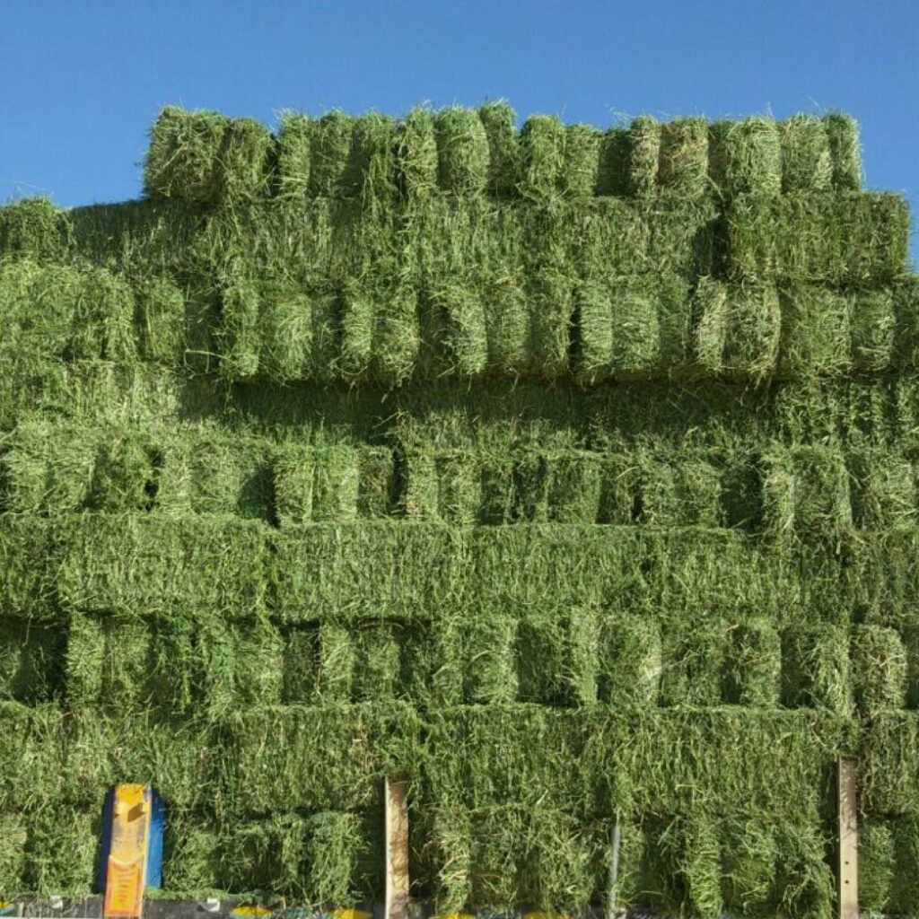 Photo inspiration: Buy High Quality Alfalfa Hay Bulk Wholesale Supplier Premium Animal Photo Inspiration
