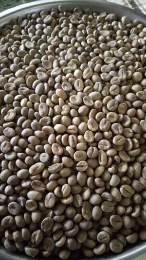 Robusta Coffee Beans /  Robusta Toraja Awo / Green and roasted coffee beans
