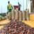 Import Certified Roasted Ariba Cacao Beans Dried Green Weight Origin  Premium Grade from Kenya