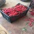 Import fresh f1 chilli from Egypt