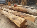 Premium Peeling Logs Bulk Supply High Quality Timber Export Grade Material