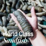 World-Class Sea Cucumber (Sandfish / Holothuria Scabra / Bech De Mer) by Triton's Reef