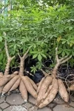 Fresh Cassava