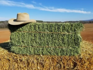 A Grade Alfalfa Hay for Animal Feeding Stuff Alfalfa / Alfalfa Hay farm price