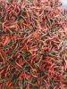 Vietnam Red Chili Pepper