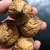 Import Raw Fresh Whole Shell Walnuts Kernels Good Quality Raw Walnut from South Africa