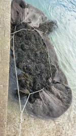 Fresh Seaweed ( Ascophyllum Nodosum )