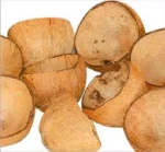 Premium Organic Coconut Shell
