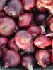 Premium Fresh Egyptian Red Onions - Grade A - Multiple Sizes