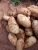Import Potato from Morocco