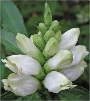 White Turtlehead vor sale at good price