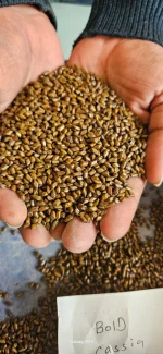 Cassia Tora seed Manufacturer From India