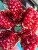 Import Fresh Pomegranate from Egypt