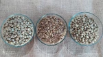 Robusta and Arabica Coffee, Cacao