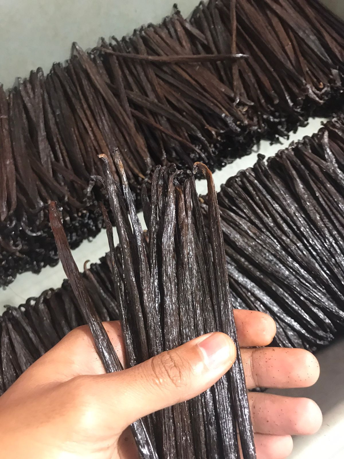 Buy Indonesia Vanilla Beans Planifolia & Tahitian from Mission J.A.D.E