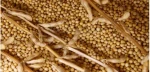 Soybeans