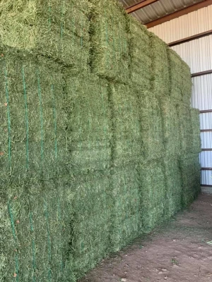 Alfalfa Hay or Lucerne