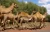 Import Live Camel from South Africa