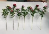 French Roses