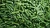 Import frozen green bean from China