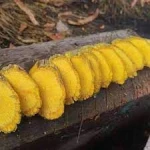 ARCANGELISIA FLAVA  黄古山龙 (yellow root)