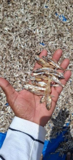 DRIED ANCHOVY