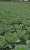 Import Cabbage, Peppers, Carrots, Squash, Onions from South Africa
