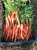 Import Cabbage, Peppers, Carrots, Squash, Onions from South Africa