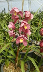 Cymbidium orchid