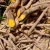 Import ARCANGELISIA FLAVA  黄古山龙 (yellow root) from Indonesia