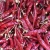 Import red chilli spices from India