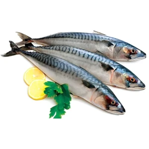 Ocean Harvested Frozen Mackerel With Uniform Size Selection For Wholesale Seafood Import And Export