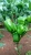 Import Cabbage, Peppers, Carrots, Squash, Onions from South Africa