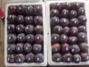 Top quality fresh plum for exporting