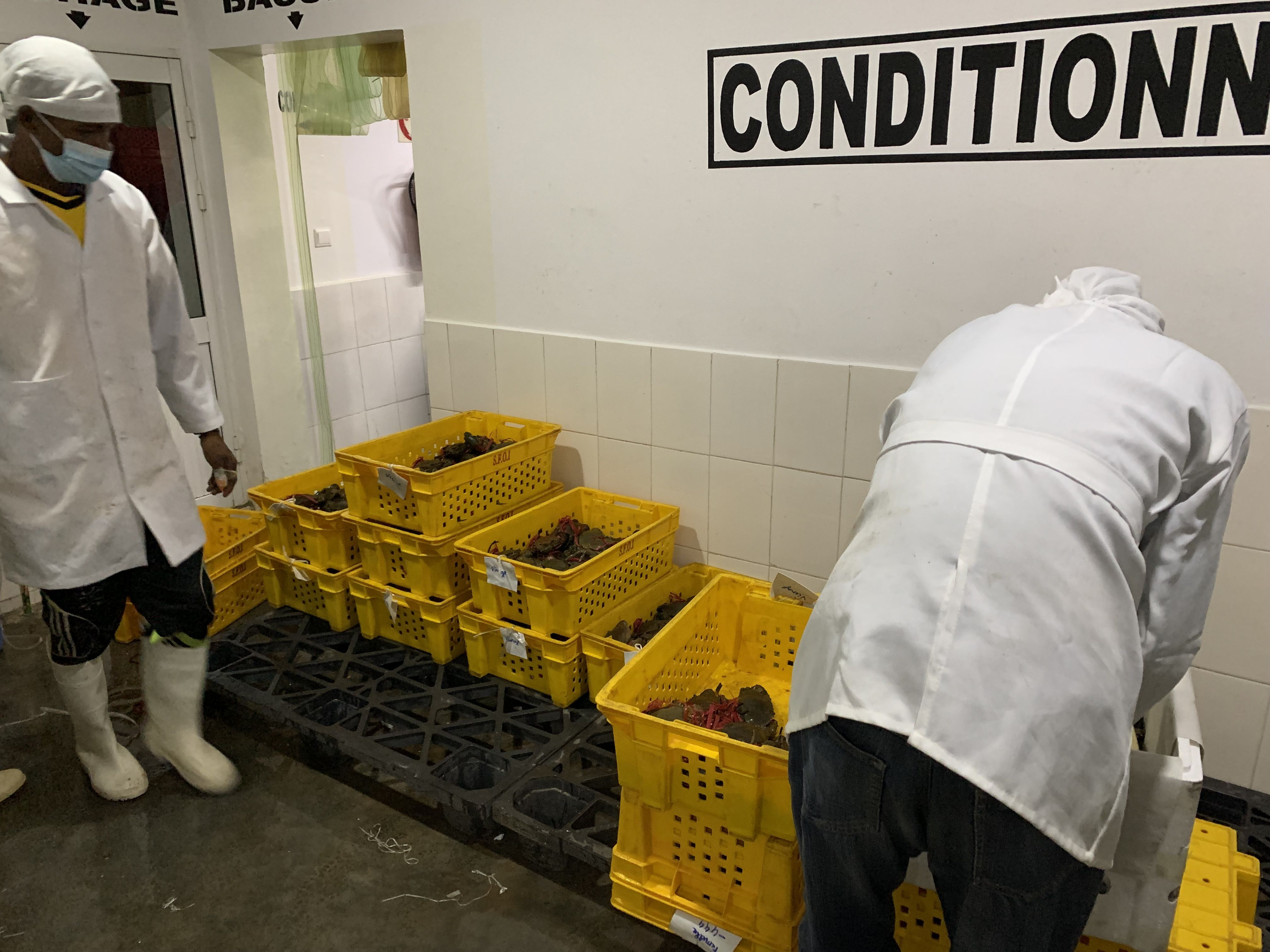 buy-live-mud-crabs-from-ets-matata-madagascar-tradewheel