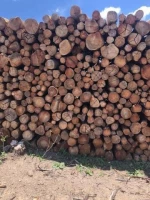 Eucalyptus Urograndis Logs