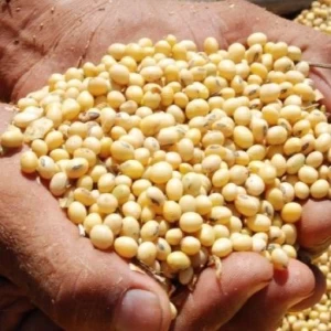 Wholesale GMO and Non GMO Soyabean / Soybeans Exporters