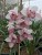 Import Cymbidium orchid from India