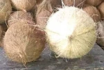 Semi husked coconut