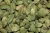 Import Fresh Green Cardamom from Tanzania