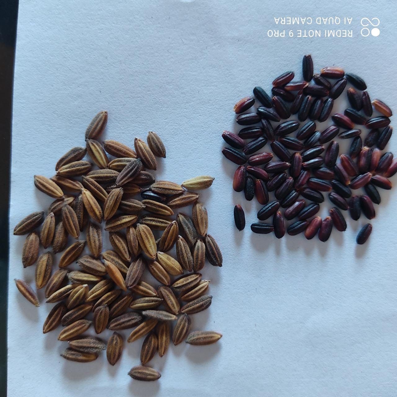 Buy Black Rice from Hash Exim, India | Tradewheel.com