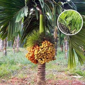 Best quality betel-nut and coconut